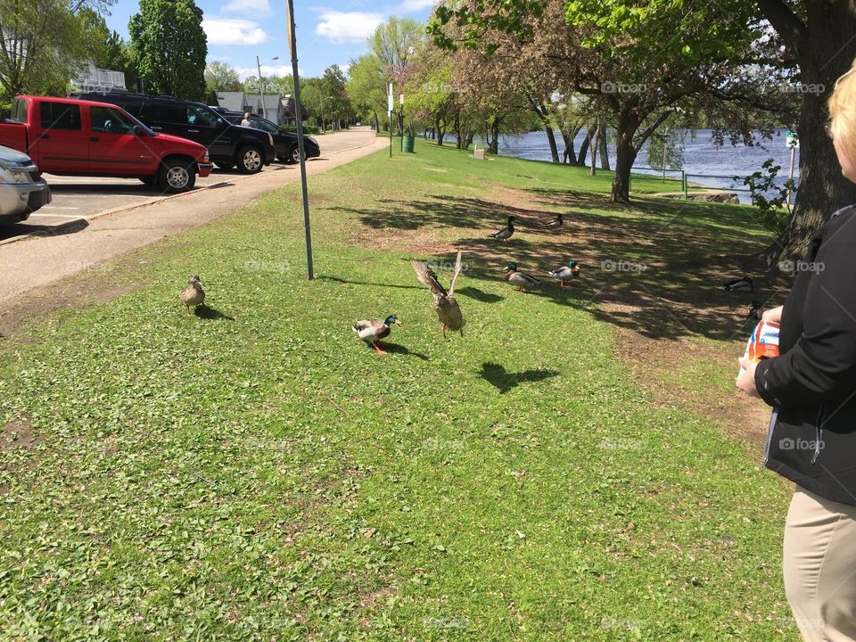Feeding random ducks outside a church in Wisconsin Rapids