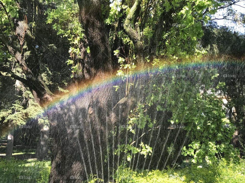 Rainbow. A rainbow produced by water sprayed from a garden hose