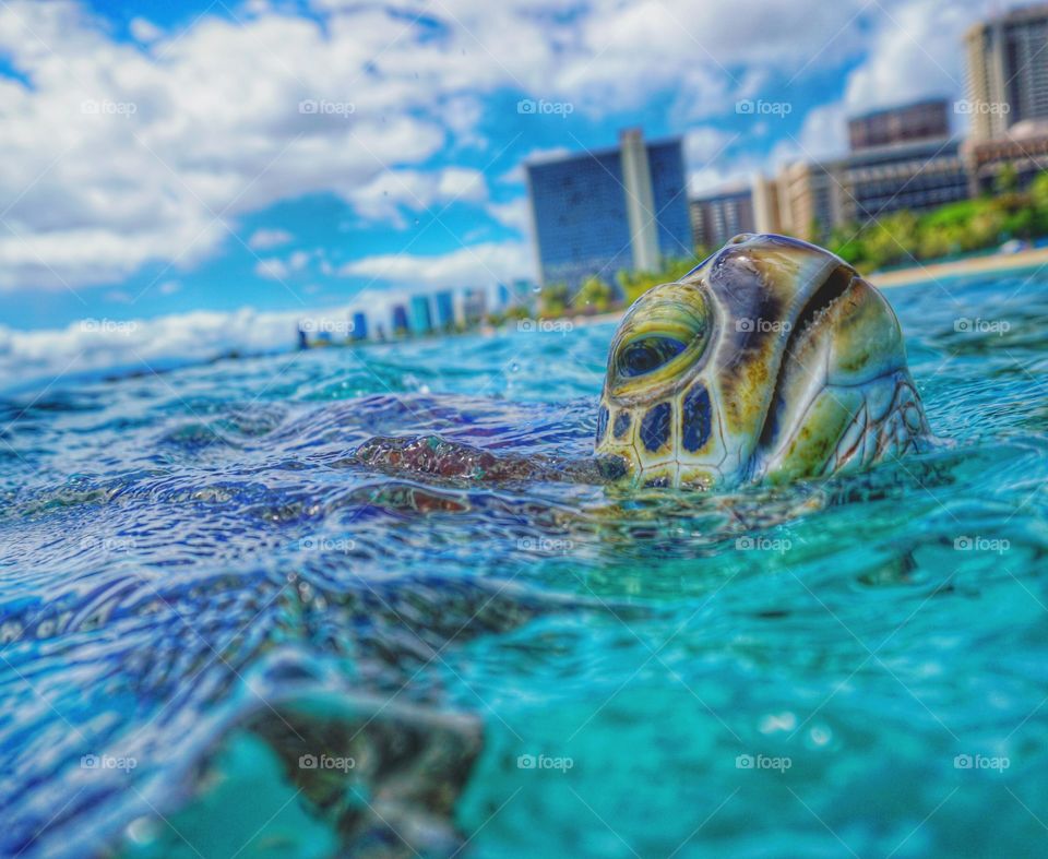 breathing sea turtle
