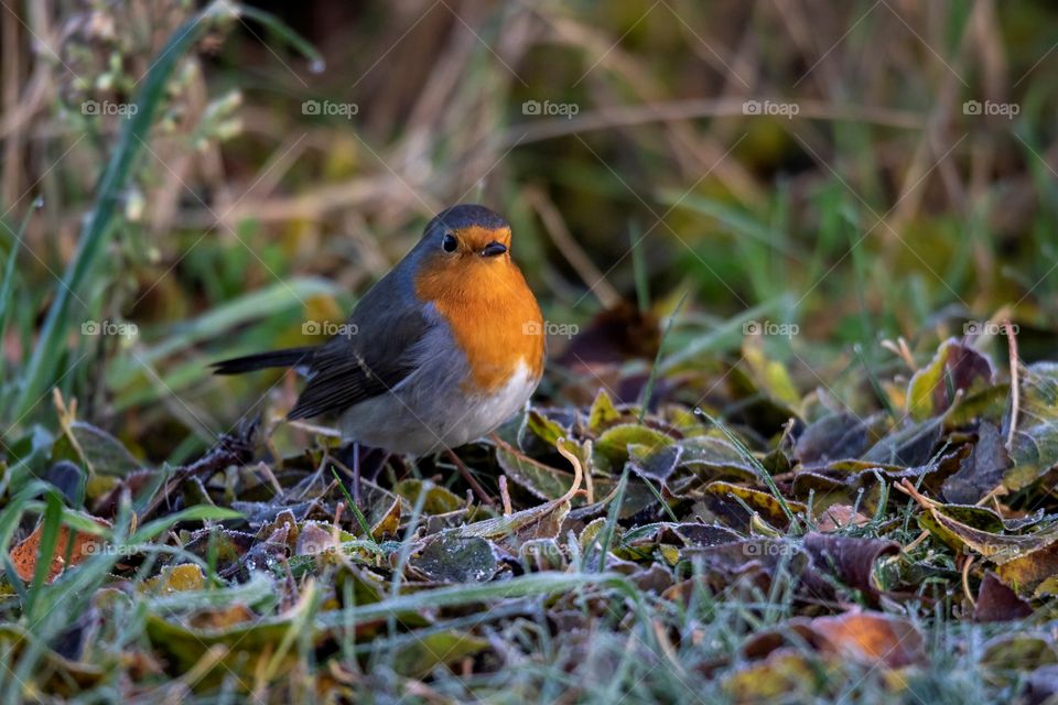 A portrait of a robin sitting on the ground scavaging for food between the grass in a forest.
