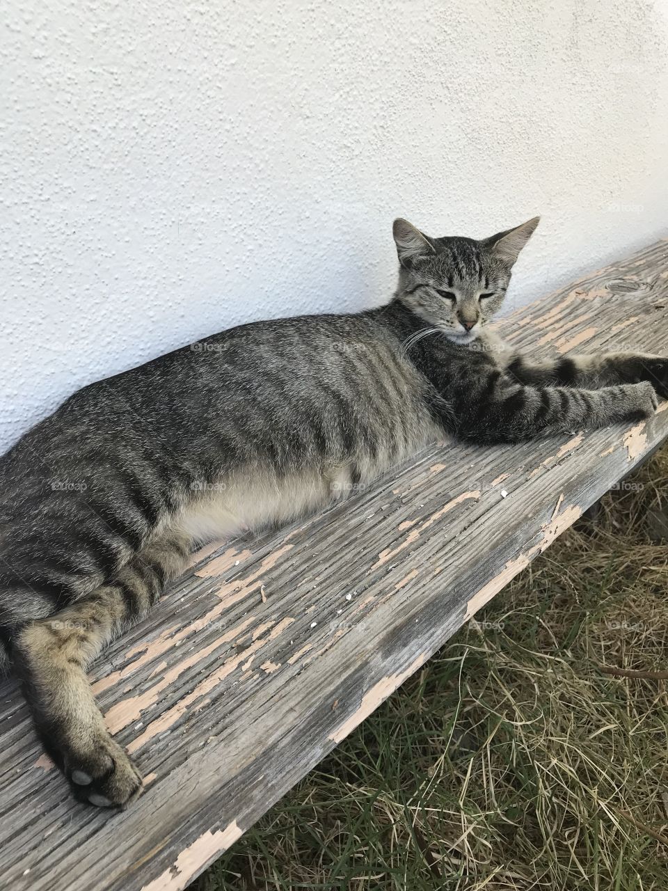 Pregnant Gray Cat Napping 