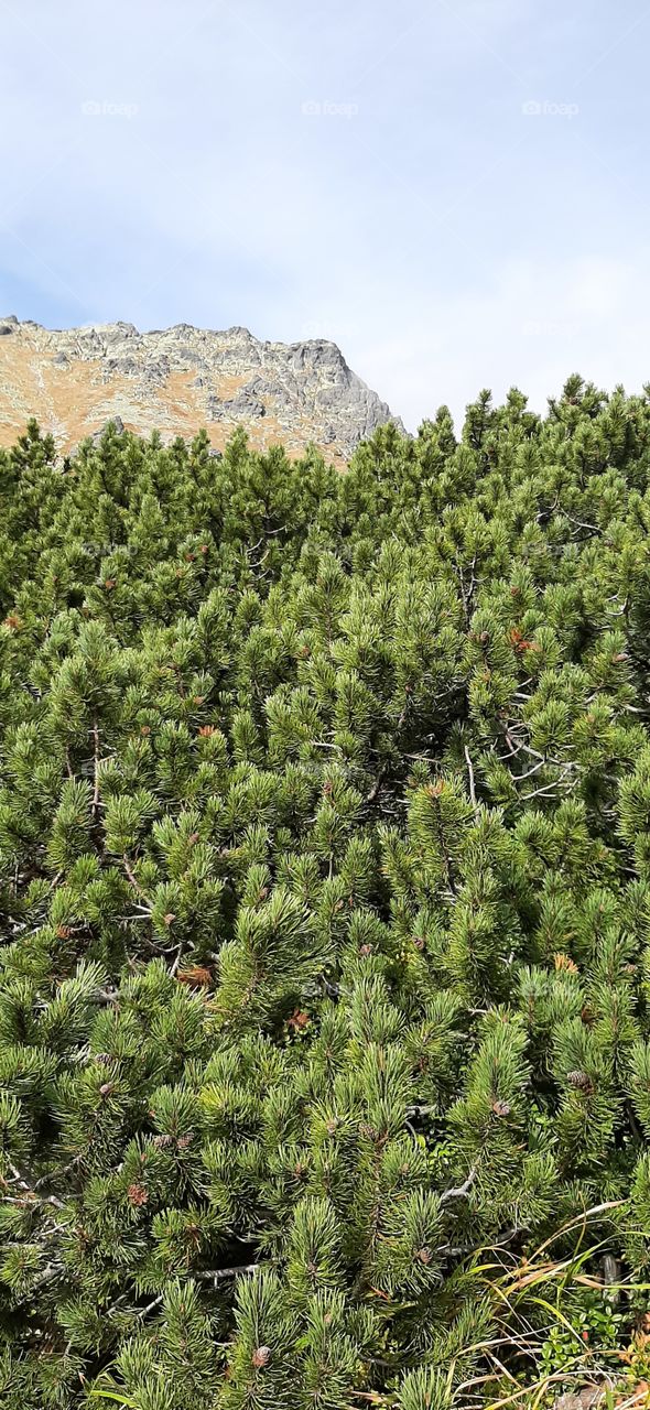 Awesome mountain pines and hill view
