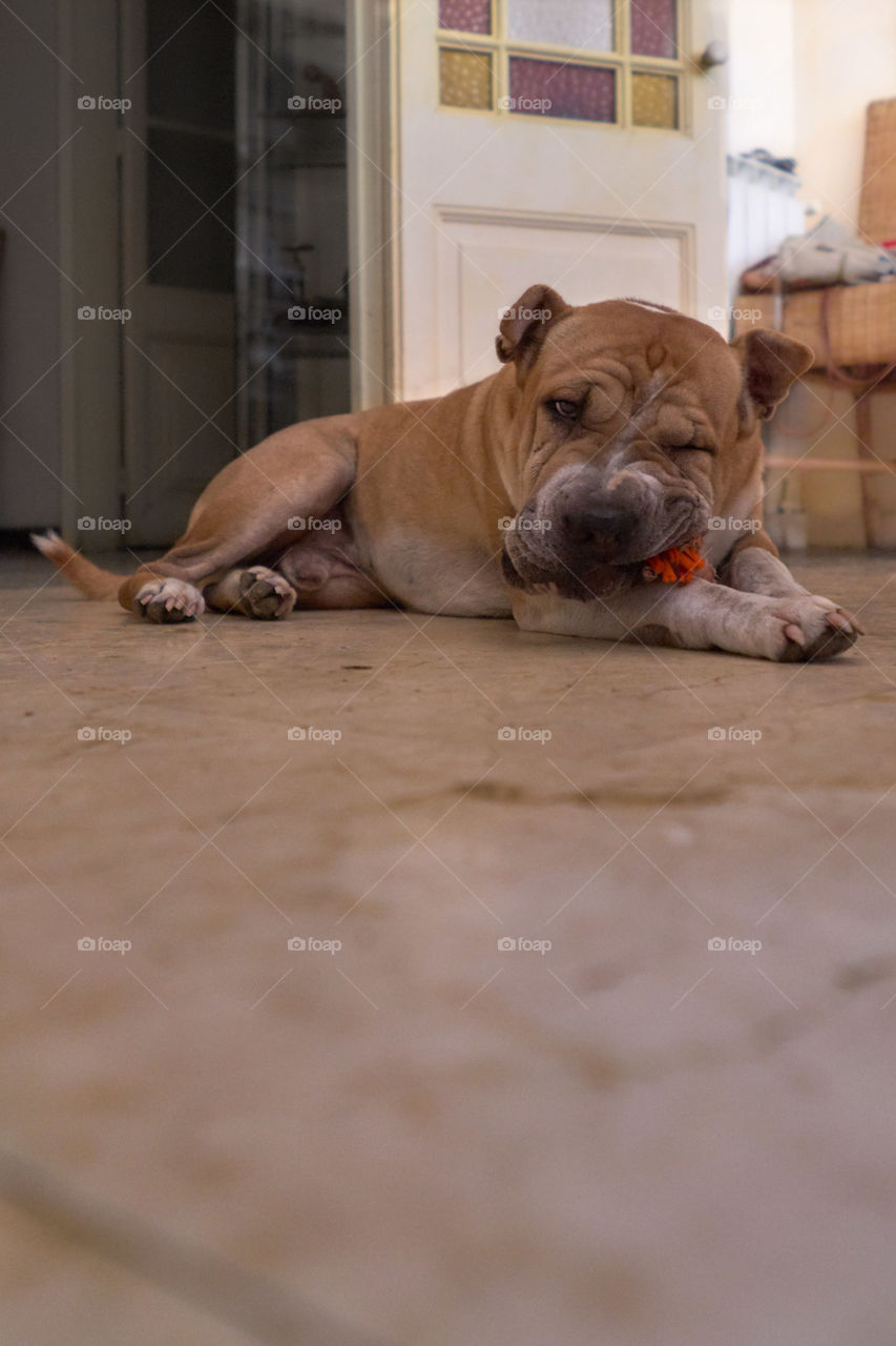 Portrait of dog relaxing indoors