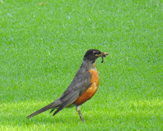 Robin-bird