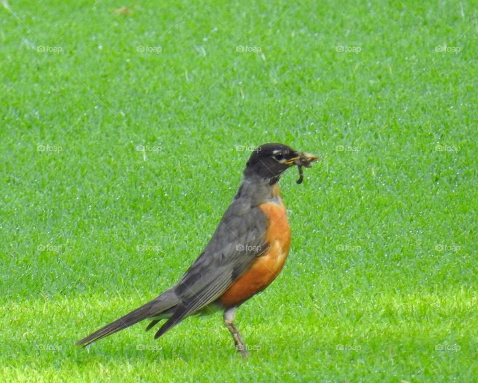 Robin-bird