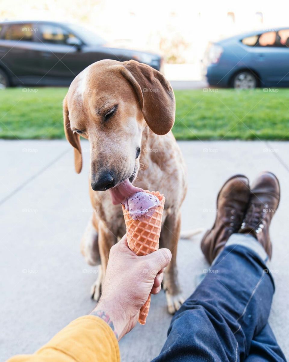 Dog licking ice cream