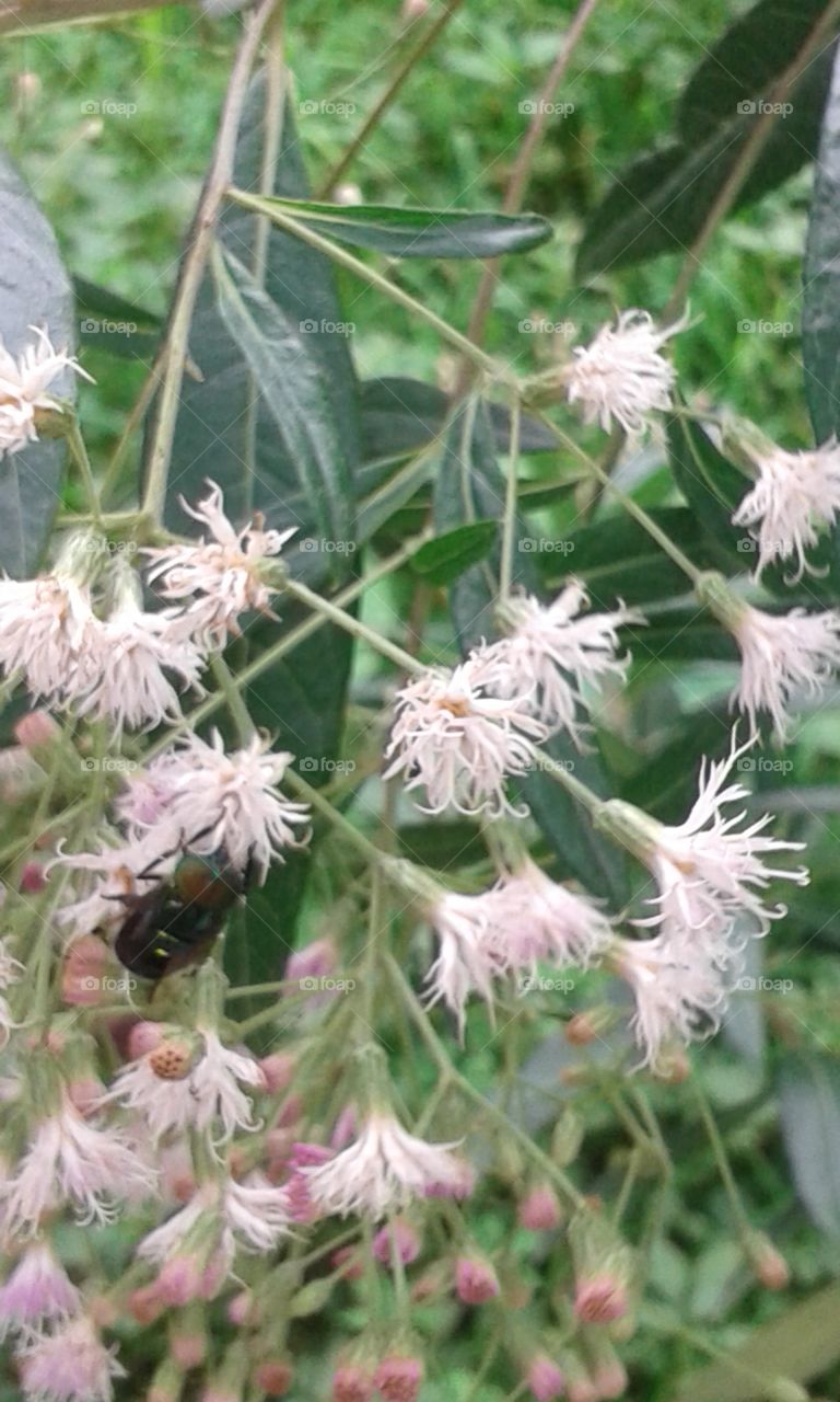 Nature, Flora, Flower, Garden, Leaf