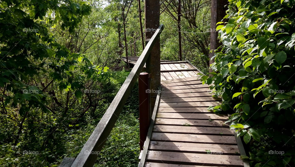 forest bridge