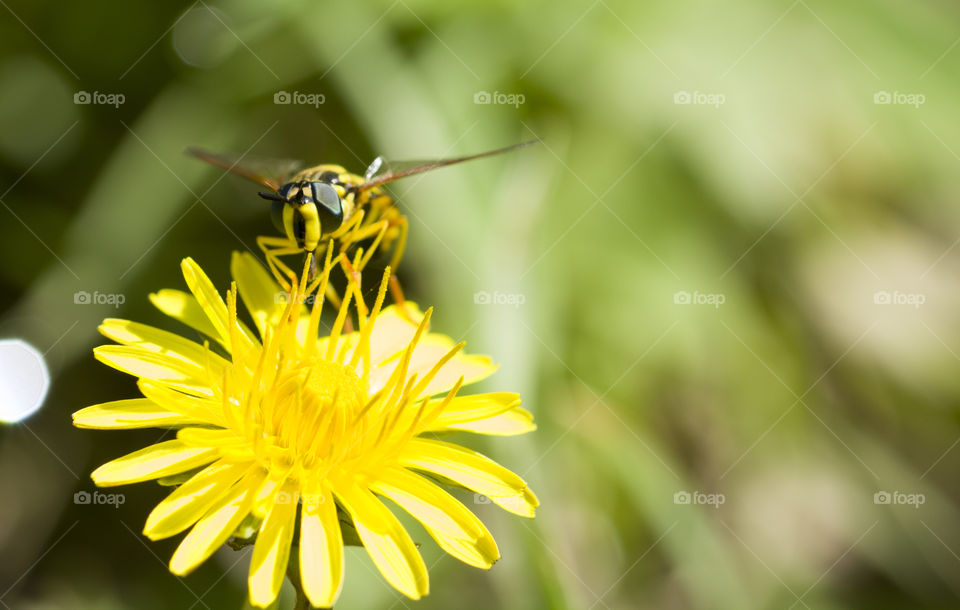 bee extracts nectar from the yellow dandelion flower.  macro photo