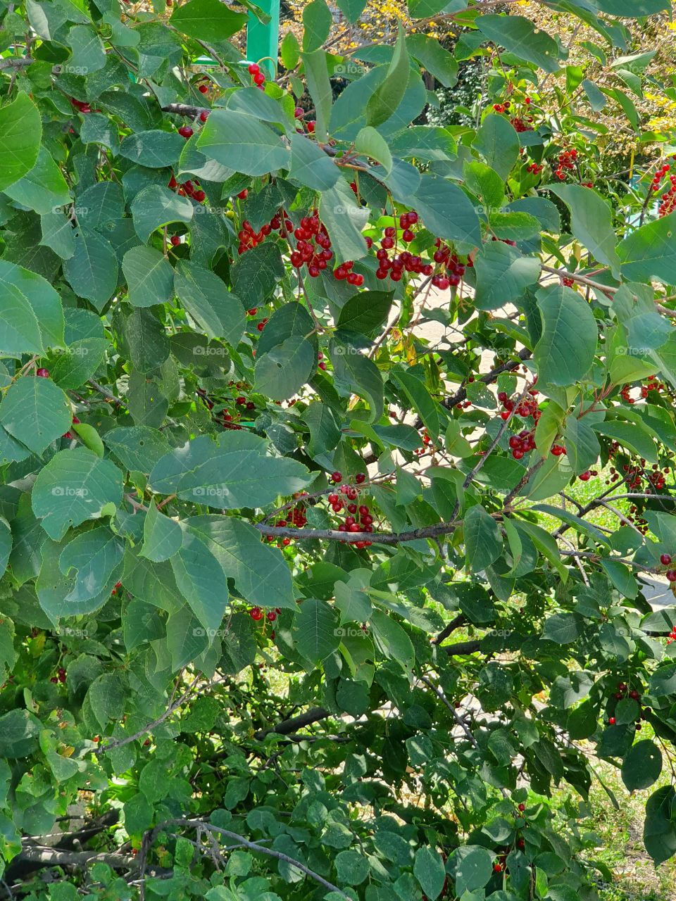 red berries on a tree in the garden