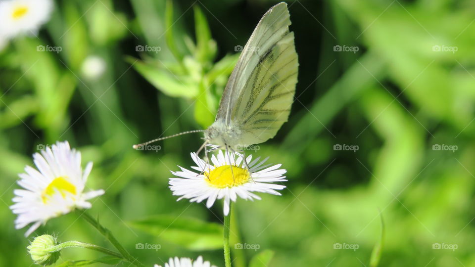 white butterfly on daisy