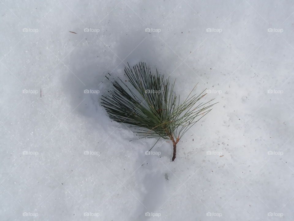 pine fall. Tip of pine bough in the melting spring snow