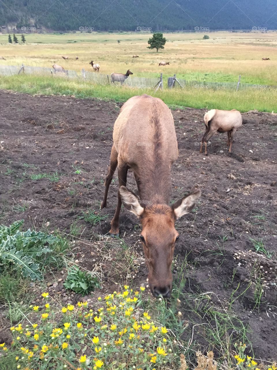 Eating elk 