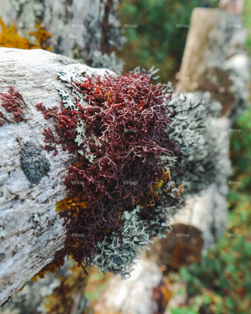 the details of nature 