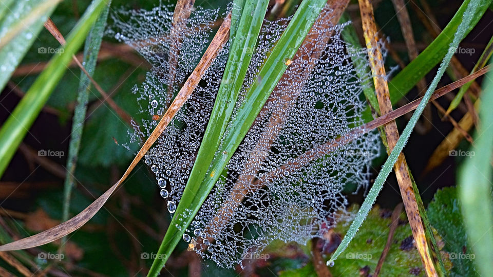 Spider art. Cobwebs in dewdrops in the morning or after rain, like a necklace. 
