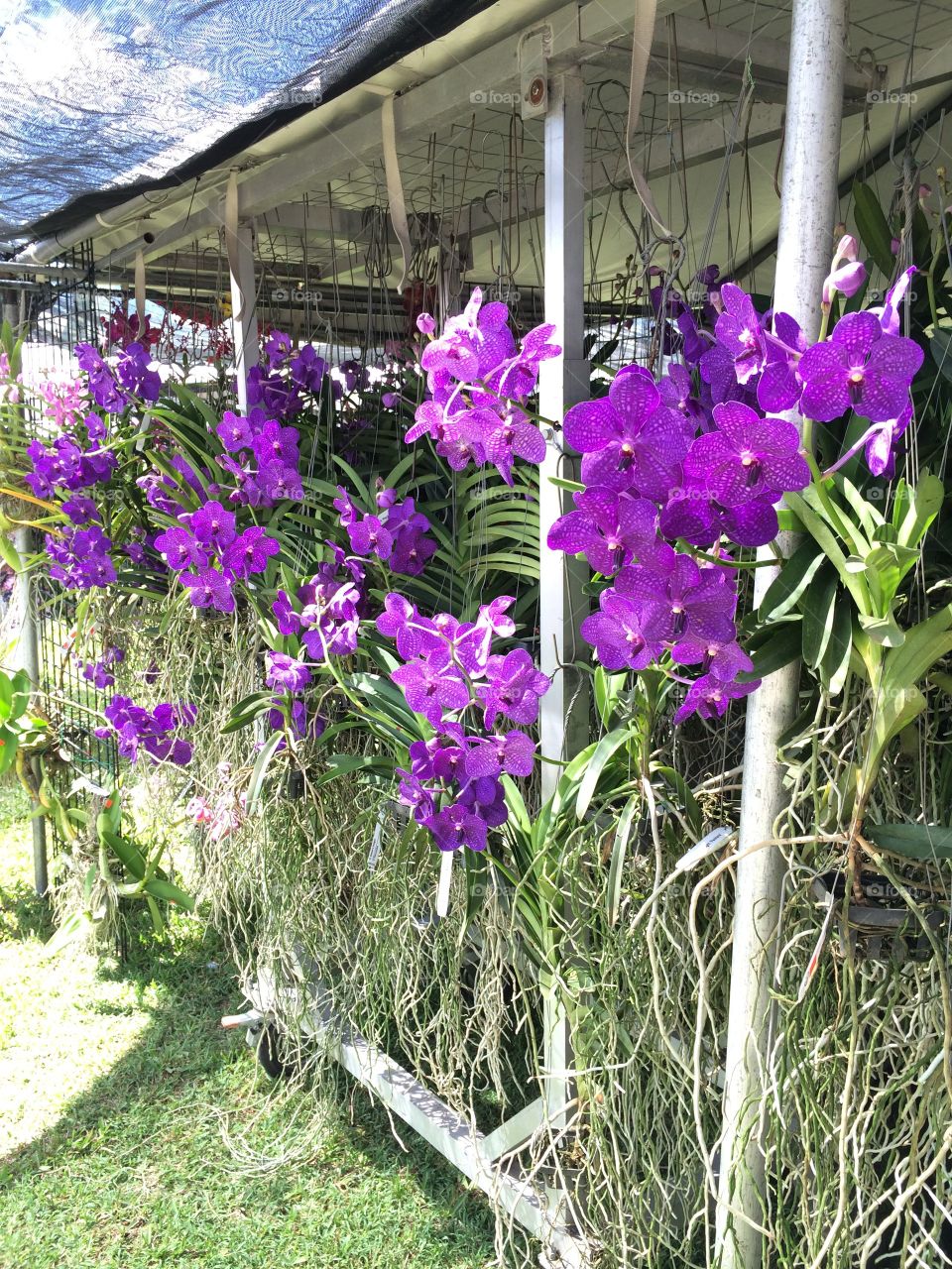 Vanda . Purple vandas at orchid show