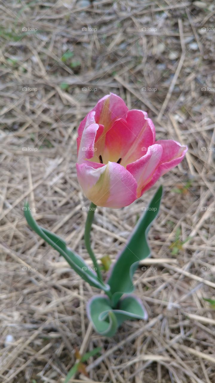 pink and and yellow tulip