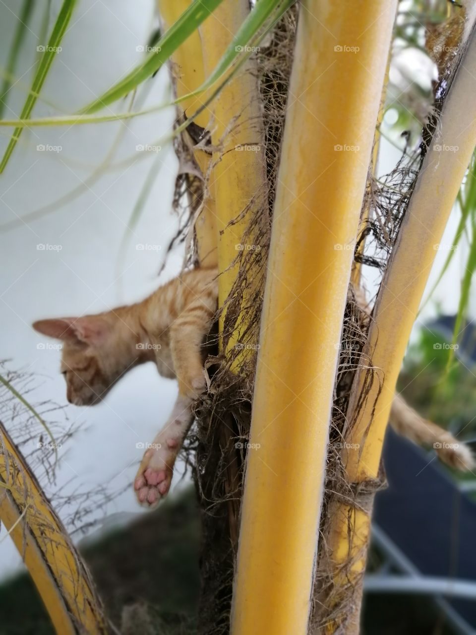 The little kitten is climbing on the coconut tree.
She wants to play going up and down.