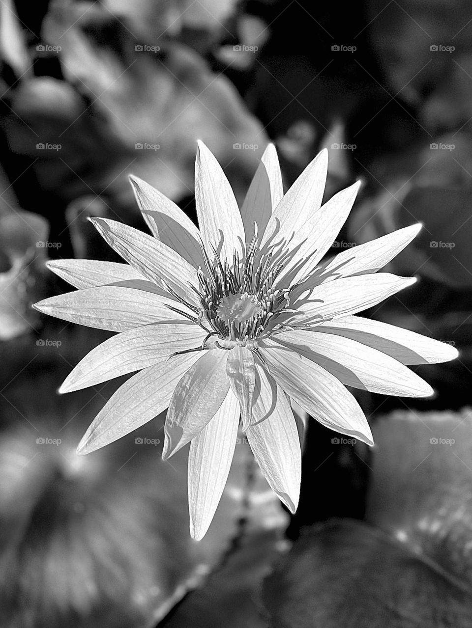 BLACK AND WHITE DETAILED LILLY