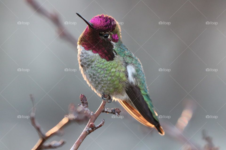 Anna’s hummingbird perched on a twig