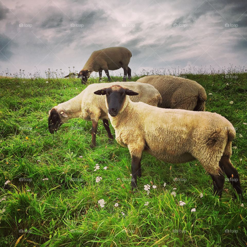 Sheep in the pasture 