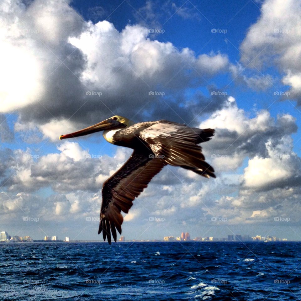 fort lauderdale nature flying bird by jmsilva59