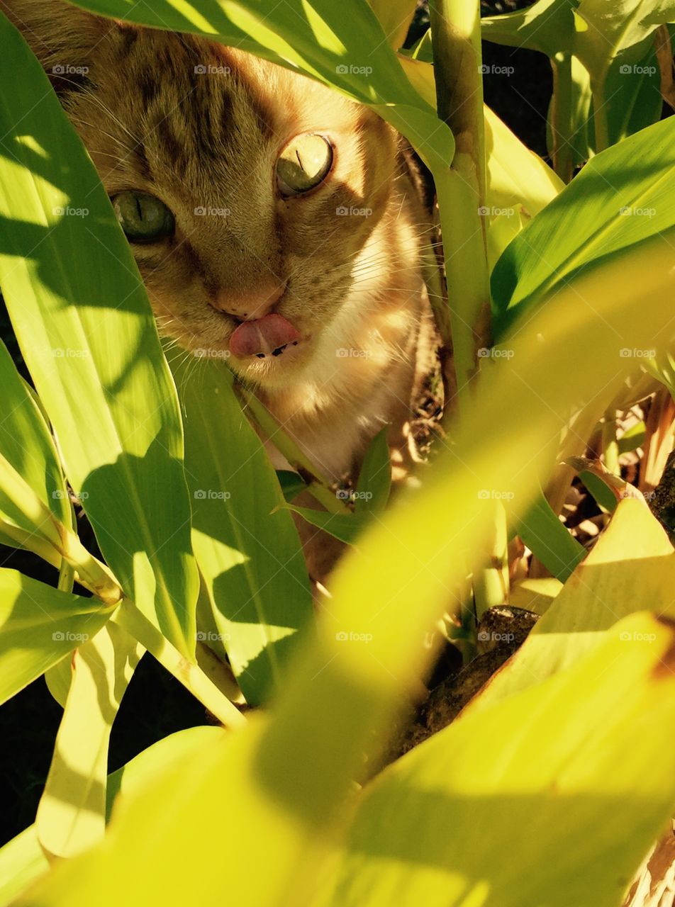 Our big orange cat with his tongue out  in the Cana lily green leaves stalking a lizard. 