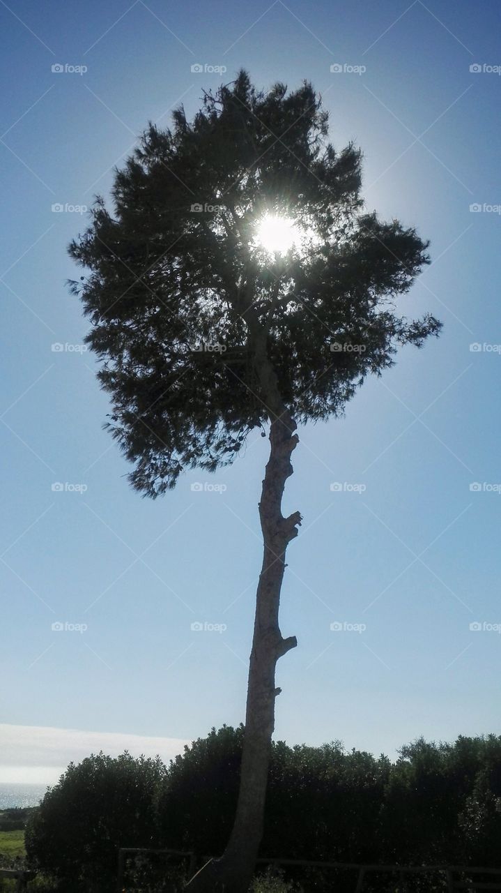 sole tra albero