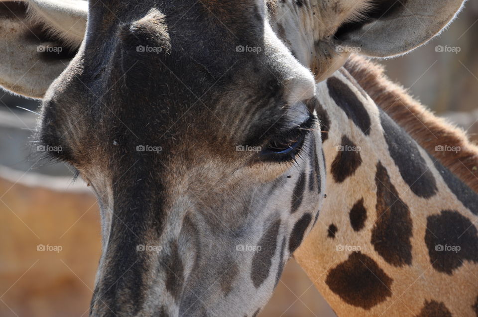 Giraffe