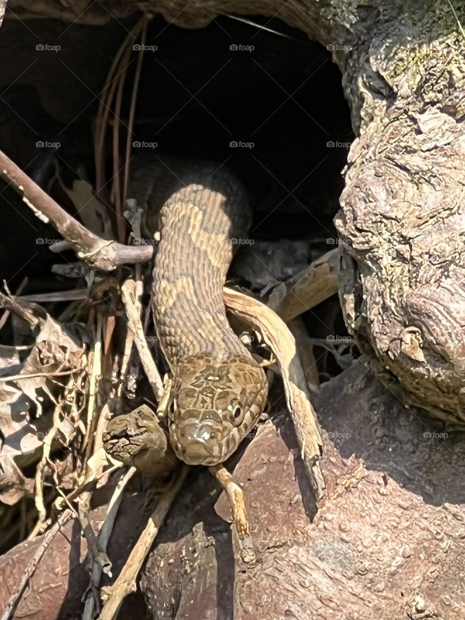 Northern Water Snake 