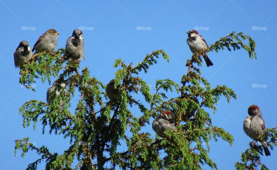 Flock of birds perched on tree