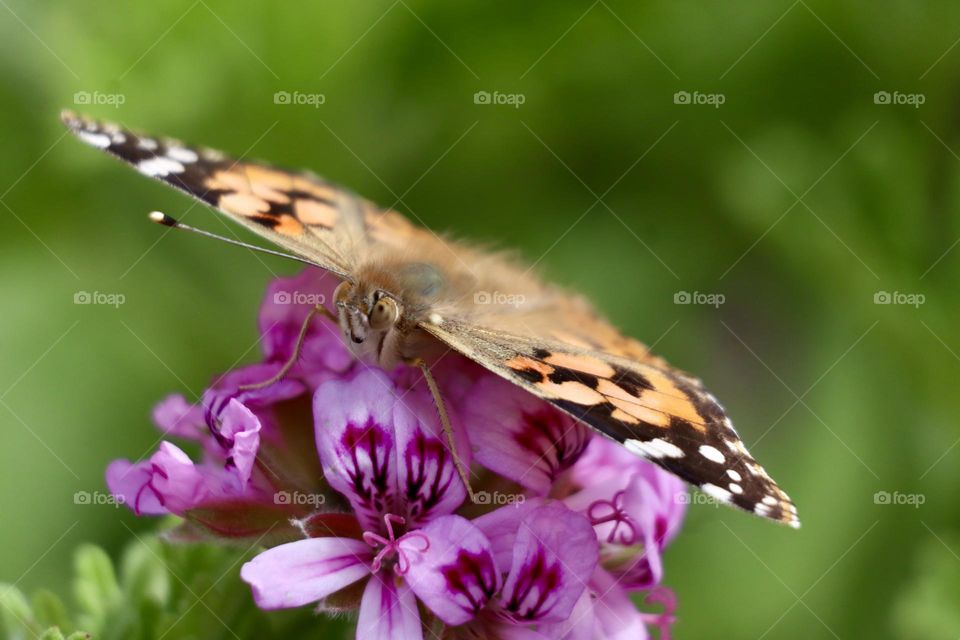 Vanessa cardui butterfly on Geranium flower
