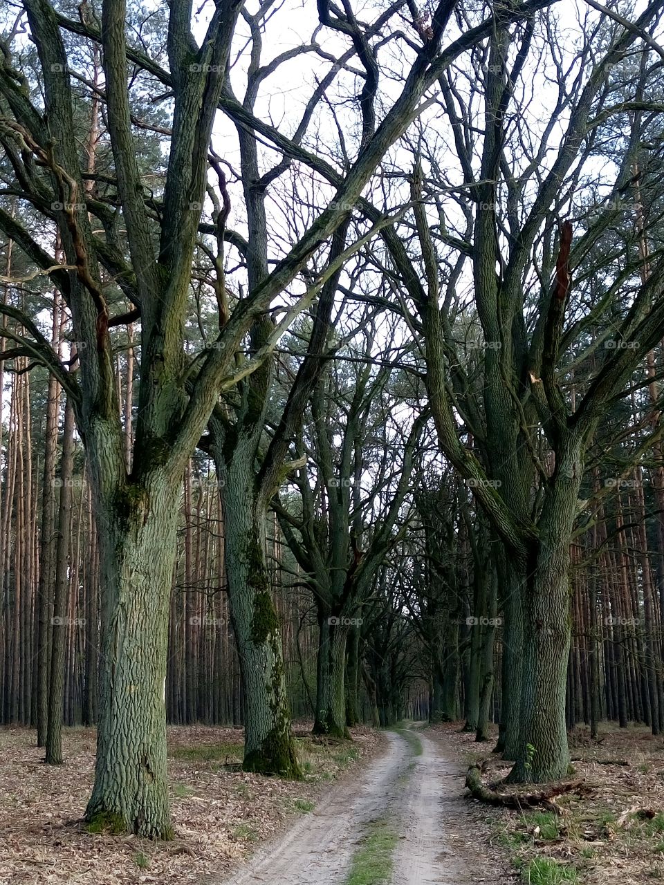 polish nature | wooden gate