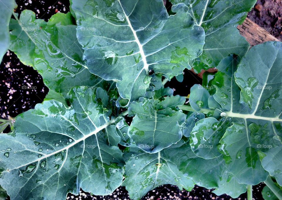 Home grown organic broccoli 