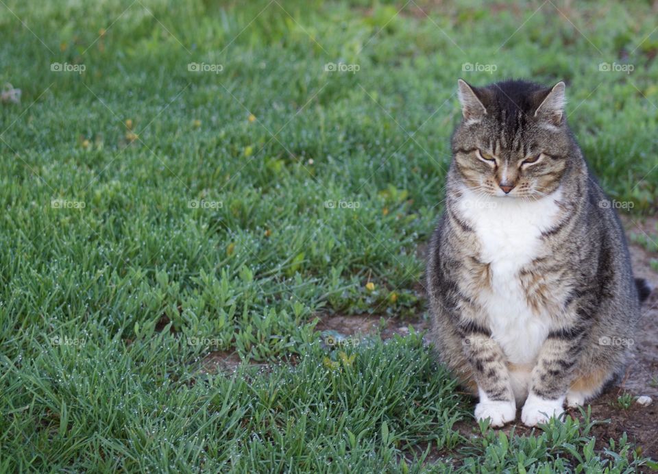 Summer Pets - grey tabby sitting in the grass