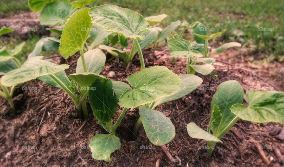 Squash plants growing in an outdoor garden