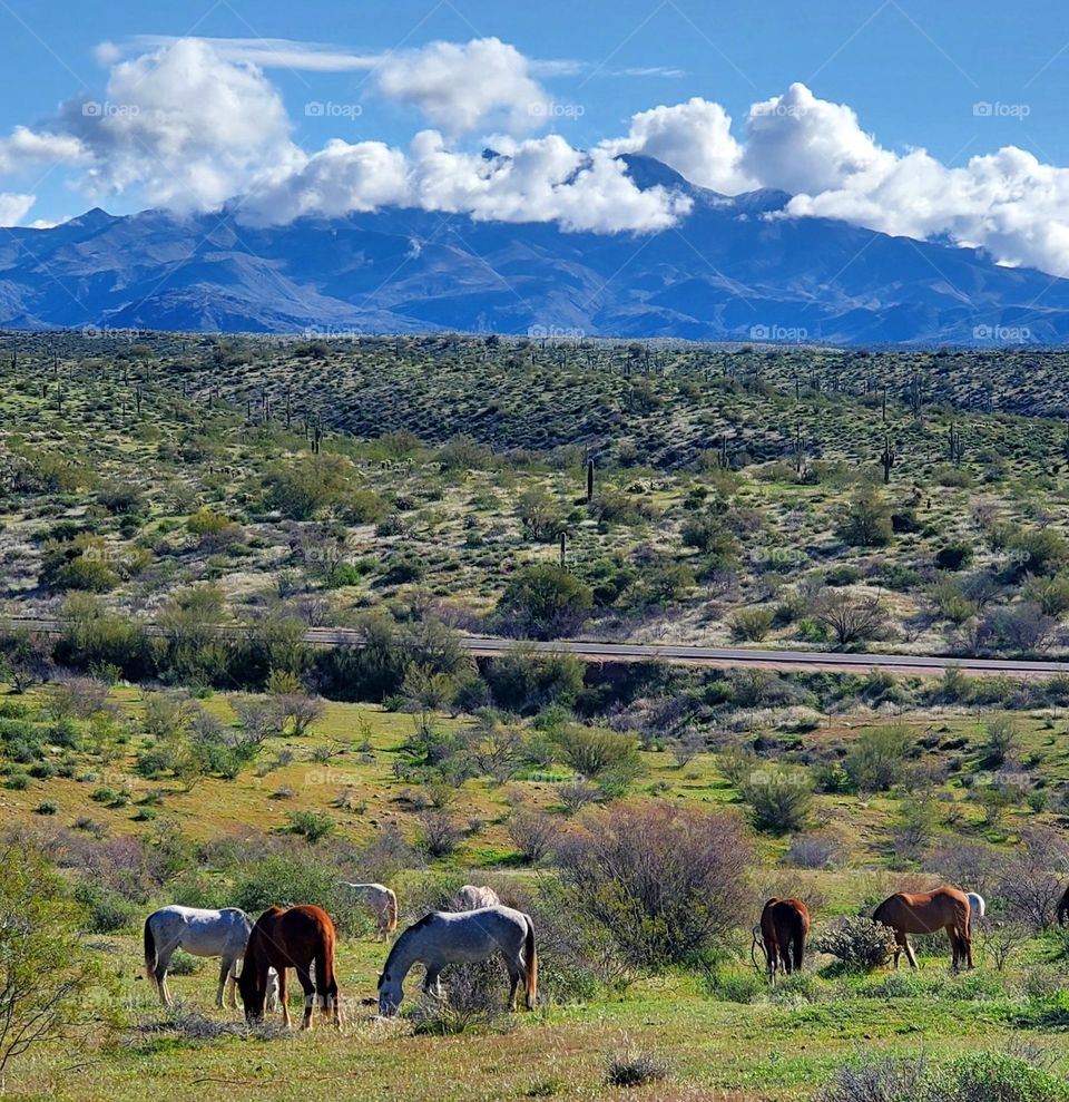 Wild Horses Along Arizona Highway