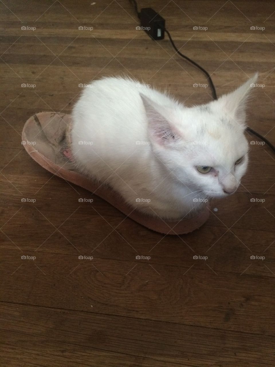 Handsome kitty sitting in a shoe. 