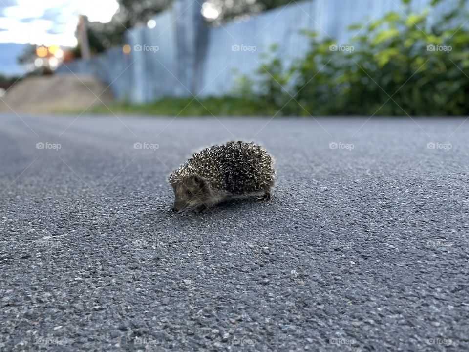 hedgehog