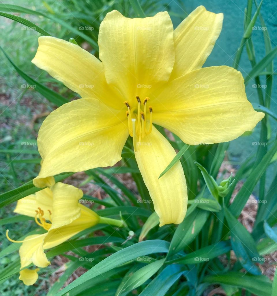 🌹 🇺🇸 Very beautiful flowers to brighten our day.  Live nature and its beauty. Did you like the delicate petals? / 🇧🇷 Flores muito bonitas para alegrar nosso dia. Viva a natureza e sua beleza. Gostaram das pétalas delicadas? 