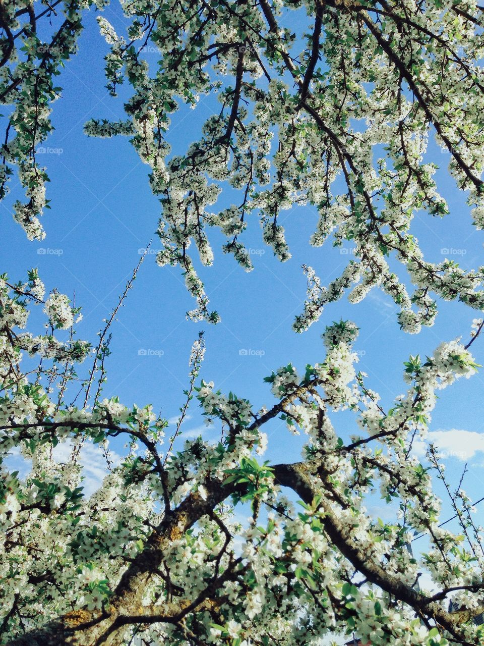 Low angle view of flowers