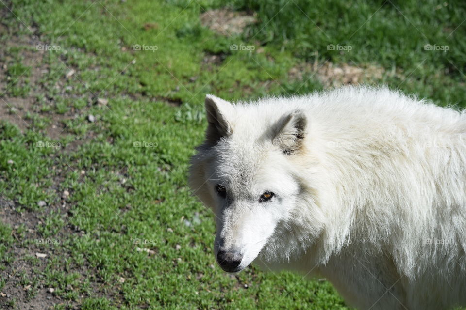 Grass, Mammal, No Person, Nature, Wolf