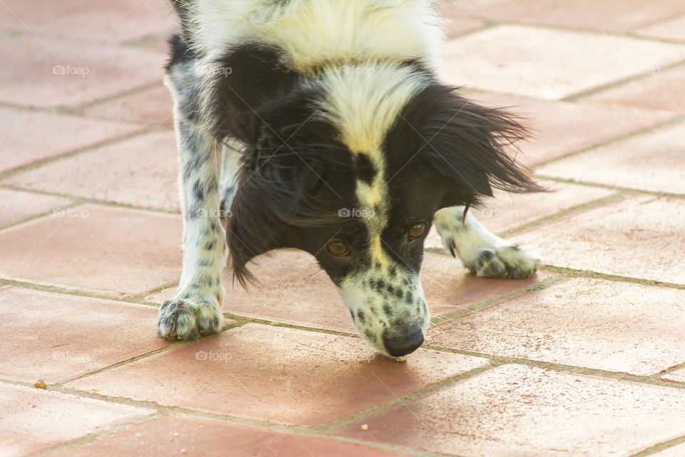 summer pets 