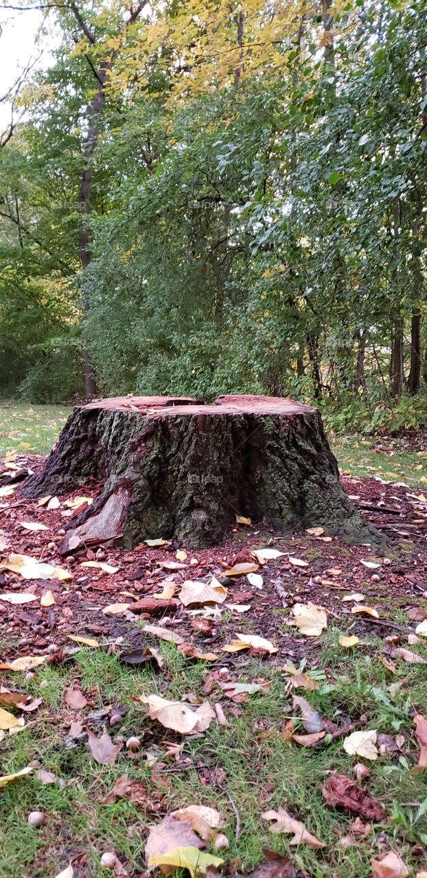 tree stump