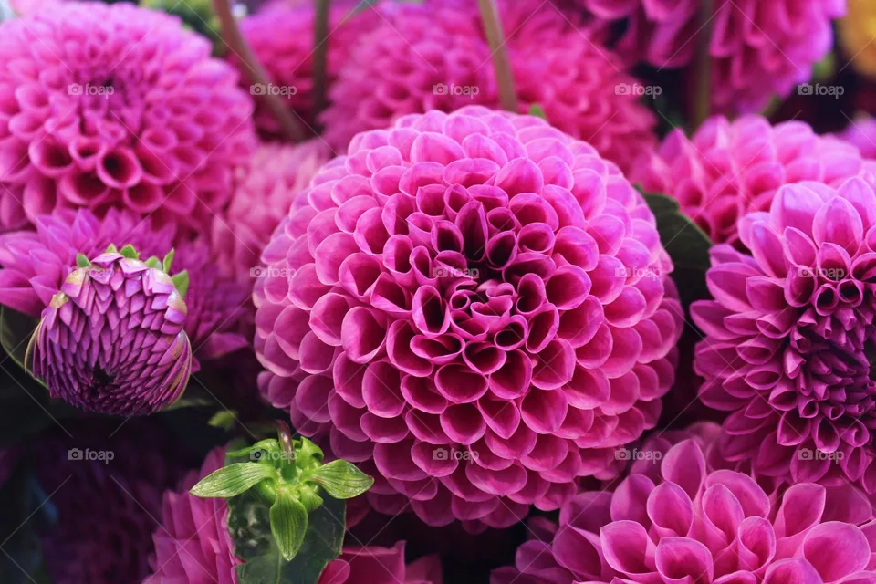 Beauty