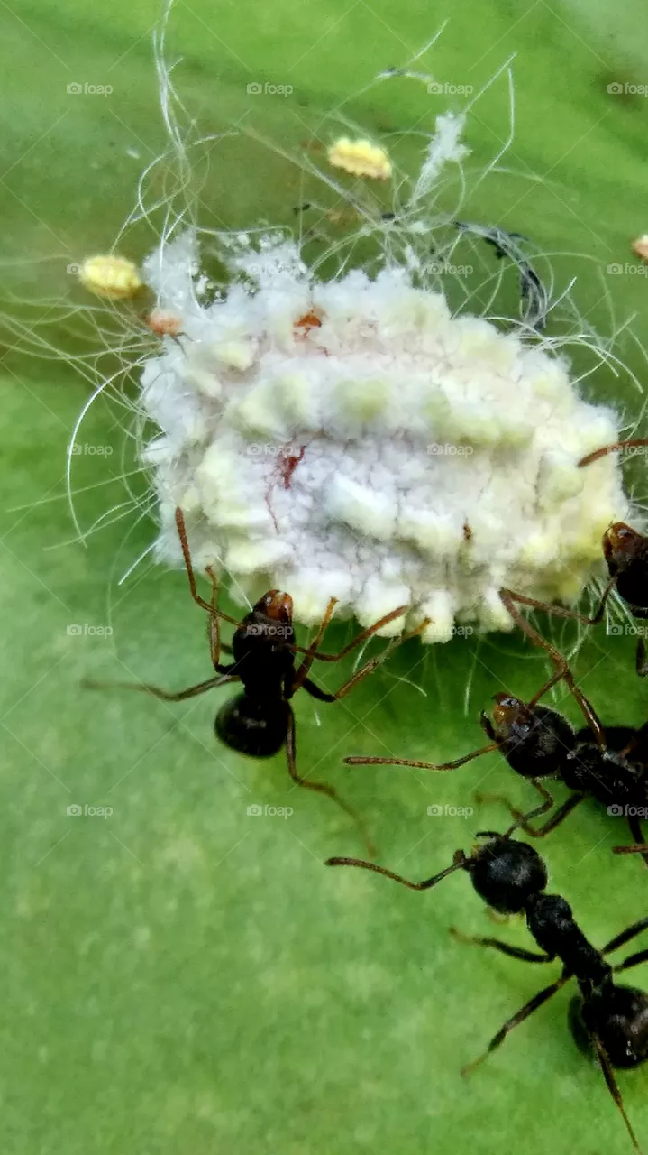 ant