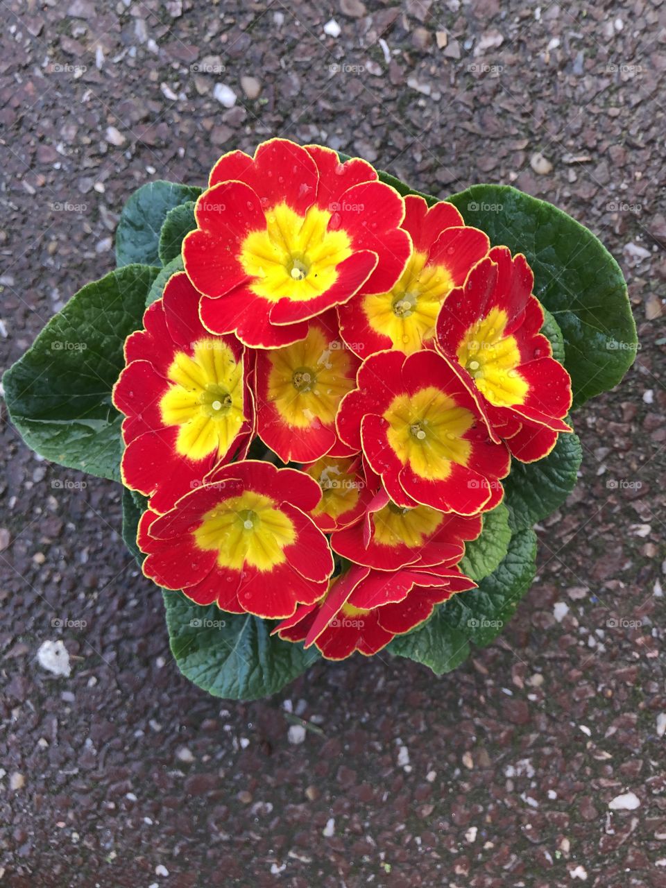 The second of two very lovely primula. The condition of these types of plants very, but this one and the yellow l felt are in superb condition.