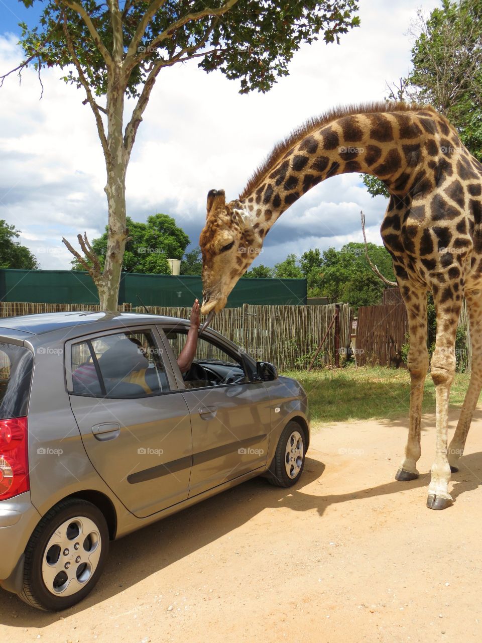 Gambit the welcoming giraffe giving kisses to all he encounters 