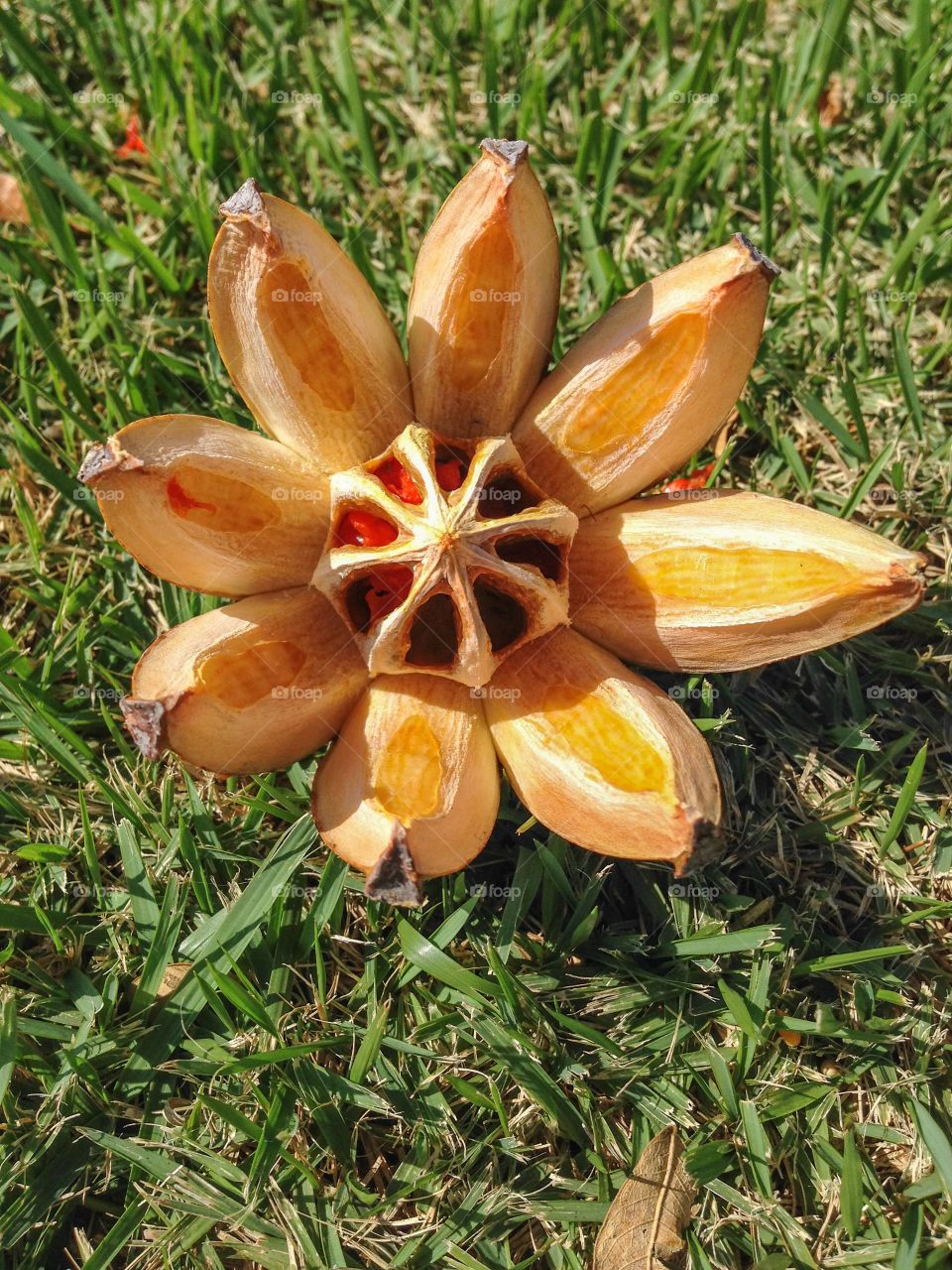 Hawaiian tree seed pod