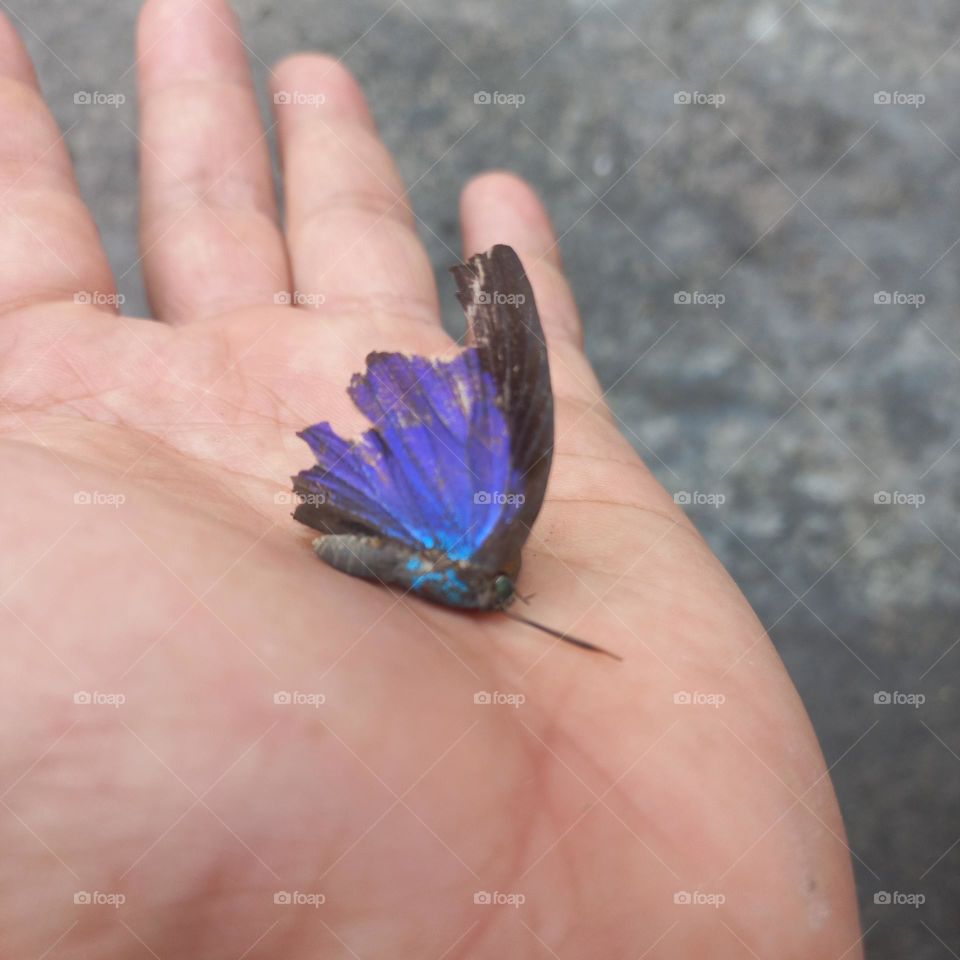 Beautiful butterfly with broken wings in the palm